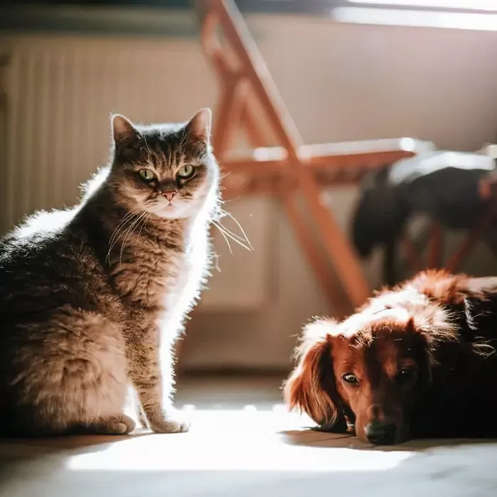 3ª edição do Adoção Pet Nora & Dino @ Santa Cruz Shopping