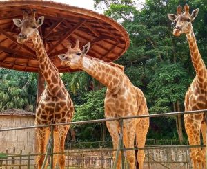 Live: Visita ao Zoológico de São Paulo