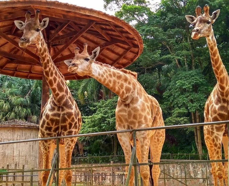 Live: Visita ao Zoológico de São Paulo