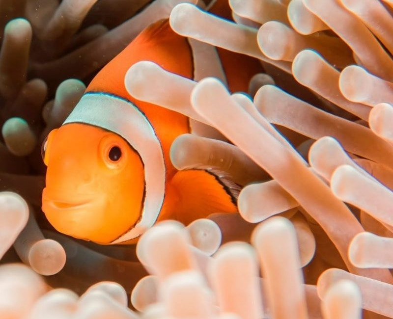 Live do AquaRio no Youtube!