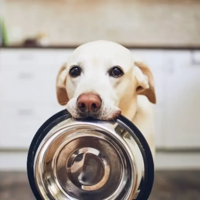 Drive Thru: Pet Sem Fome