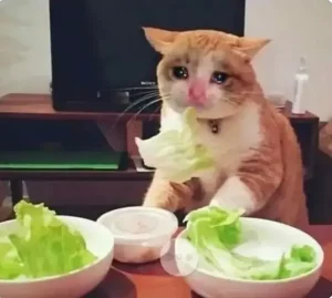 13 Memes engraçados para WhatsApp!