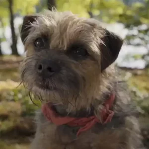 Entrevistamos Josh Greenbaum, diretor da comédia "Ruim pra Cachorro": confira!