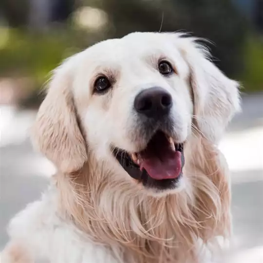 Feira Pet Connect em Juiz de Fora @ Trade Hotel