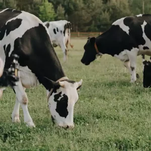 [CANCELADO] 1º Torneio Leiteiro das Campeãs Juiz de Fora @ Estacionamento do Estádio Municipal