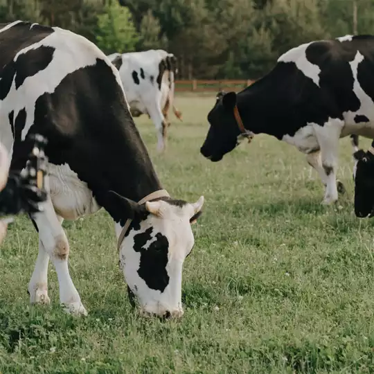 [CANCELADO] 1º Torneio Leiteiro das Campeãs Juiz de Fora @ Estacionamento do Estádio Municipal