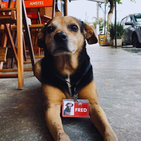 Restaurante Pet Friendly em JF: Bar do Antônio (Foto: reprodução Instagram)