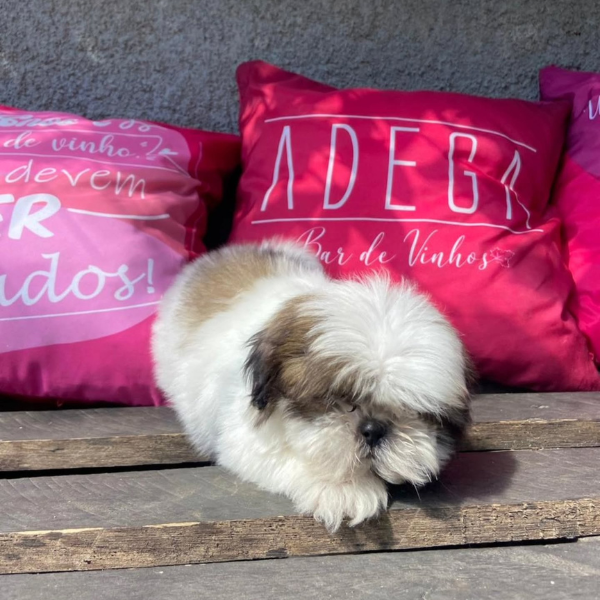 Pet Friendly em JF: Adega Bar de Vinhos (Foto: reprodução Instagram)