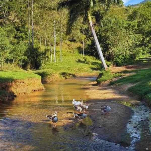 Restaurante Pet Friendly em JF:  Restaurante Rio Claro (Foto: reprodução Instagram)