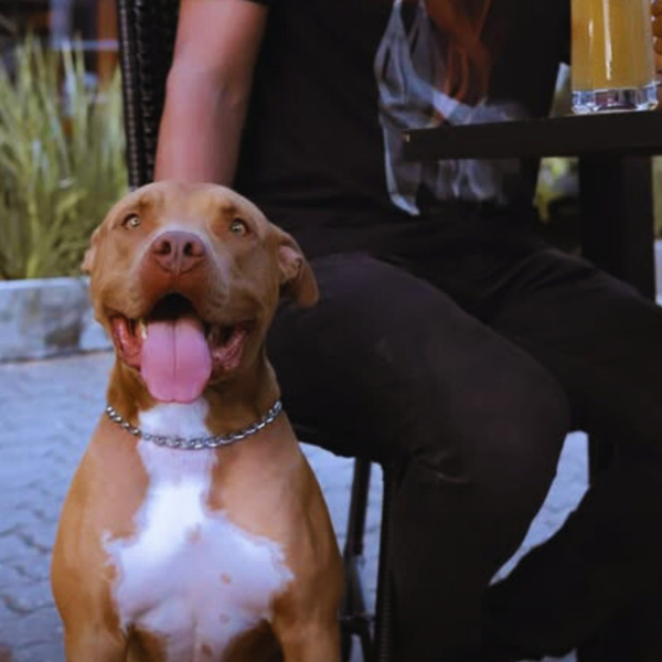 Restaurante Pet Friendly em JF:  Sartoni Jardim Norte (Foto: reprodução Instagram)