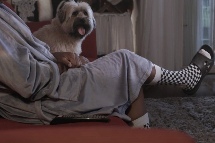 Curta Cachorro é Show